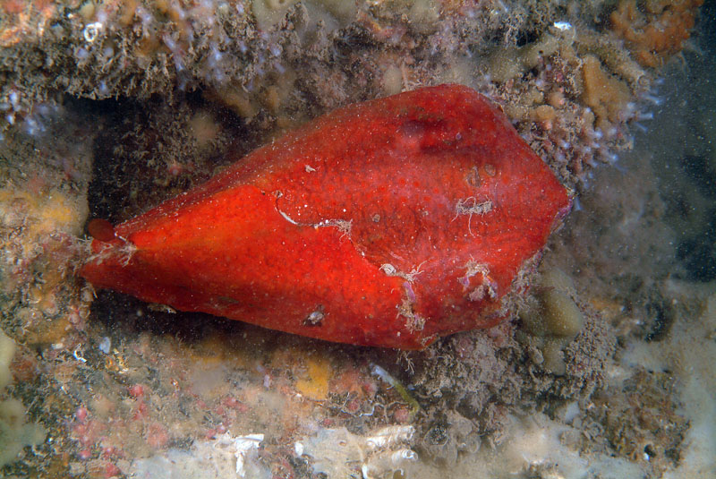 Spugne epibionti della Tegnue Adria di Chioggia